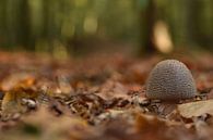 Wulstling in Laub und Nadelstreu von Stefan Wiebing Photography Miniaturansicht