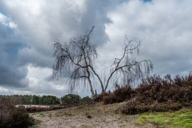 Birch trees in Soesterduinen by nol ploegmakers