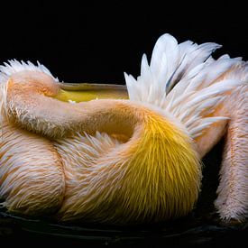 Pelikan von nilix fotografie