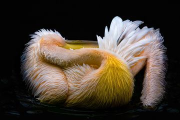 pelican by nilix fotografie