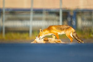cuddling foxes