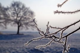 Winter by HANS VAN DAM