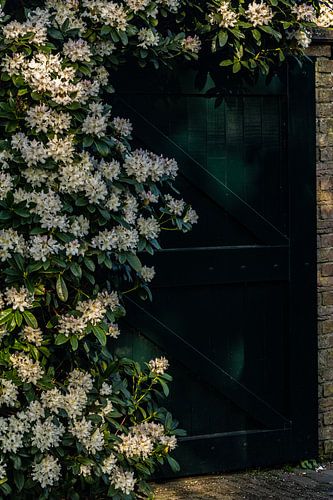 donker groene deur omringt door witte bloemen