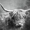 Highlander écossais en noir et blanc sur Saranda Foto Art