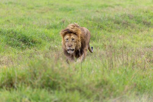 Porträt eines Löwen von Tilo Grellmann