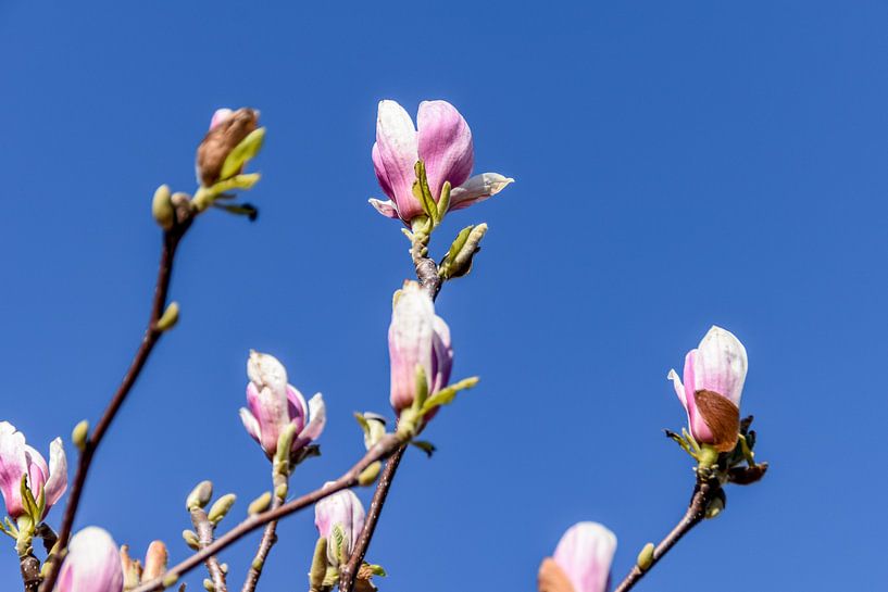 Magnolia in de knop en bloei van Hermineke Pijls