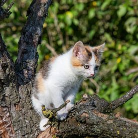 Chat dans l'arbre sur Ton Tolboom
