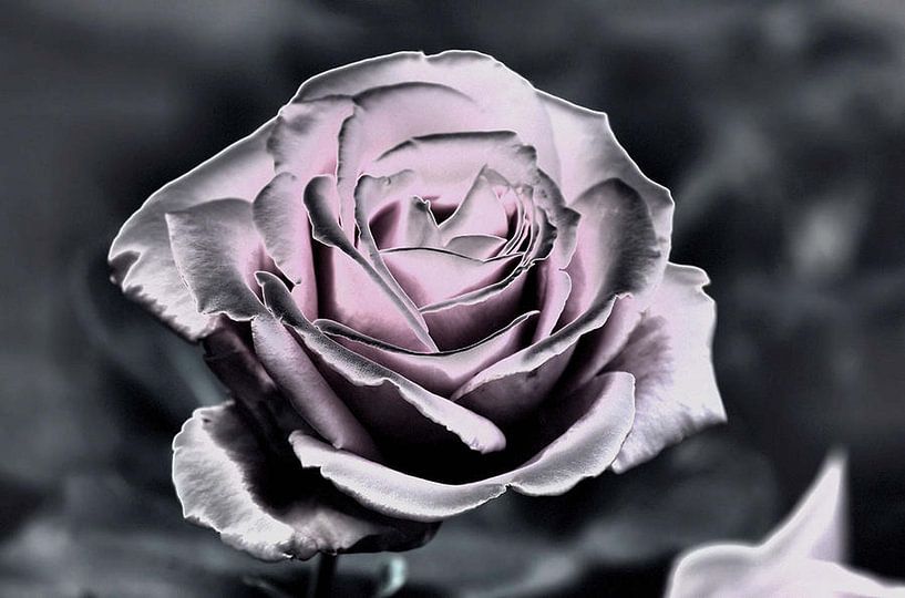 bloemen van erikaktus gurun
