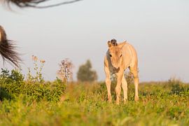 Horses | Conic horse foal Oostvaardersplassen