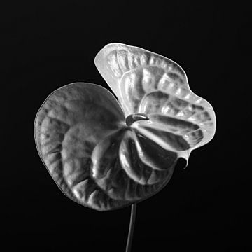 Puur - monochrome bloei van Bibi Henkes