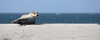 Seehund am Strand von Düne von Antwan Janssen Miniaturansicht