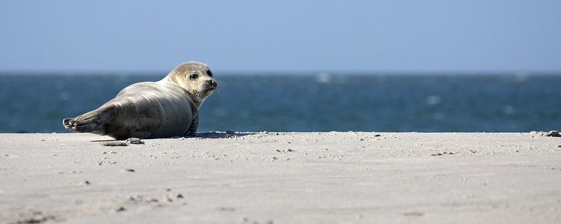 Seehund am Strand von Düne von Antwan Janssen