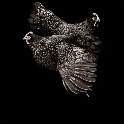 Kippen kunst in sepia