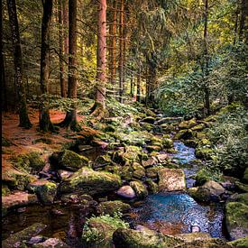 Bach in Bos.  Bayern Deutschland. Wälder in Deutschland von Mariska Asmus