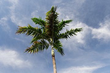 Royal Palm // Florida // Koninklijk