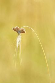 Bruin blauwtje van Margriet Louwen