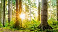 Zonsopgang in het bos