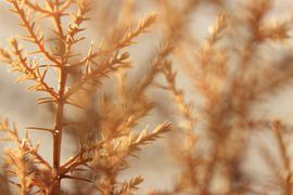 Close-up of brown twigs in autumn by Bobsphotography