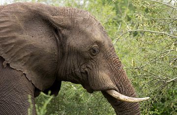 Olfiant, Kruger Park Zuid Afrika