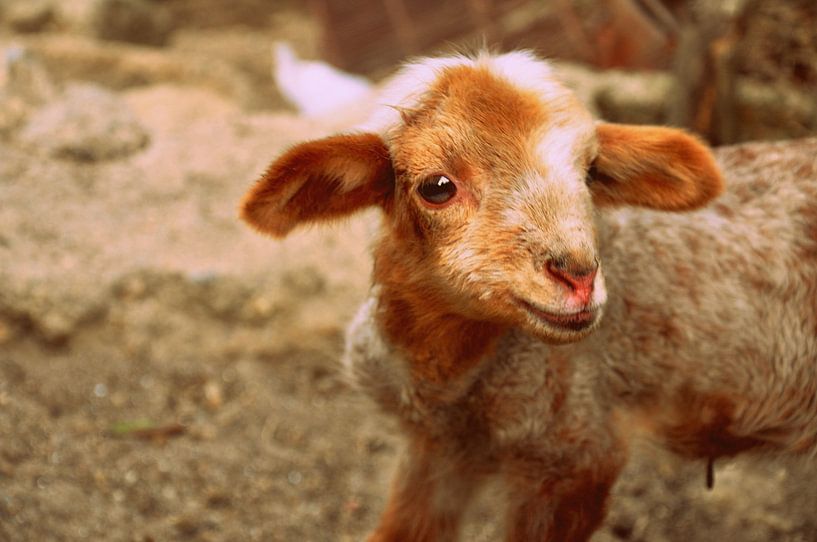Baby Goat by Sabrina Varao Carreiro