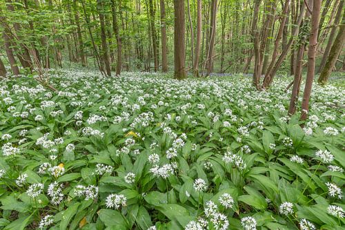 Wanneer Daslook het bos overneemt