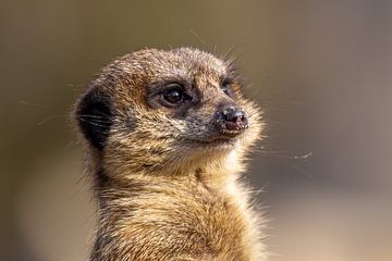 Meerkat by Dennis Eckert