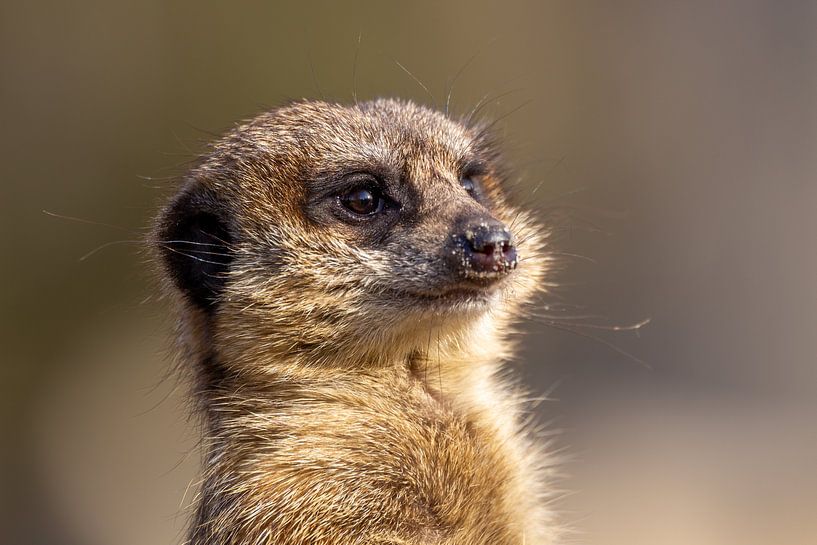 Meerkat van Dennis Eckert