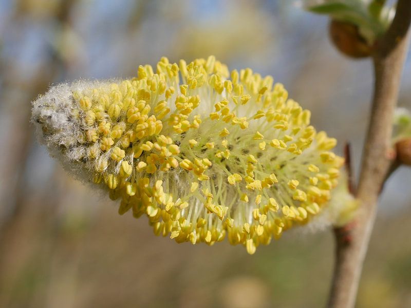 Kätzchen der bitteren Weide von Wim vd Neut