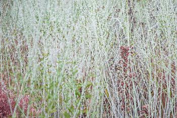 Overlapping grasses – Picturesque nature photography