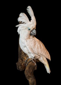 White Cockatoo by Marielle Leenders