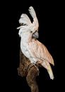 White Cockatoo by Marielle Leenders thumbnail