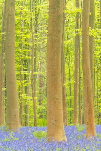 Lente bos met bloeiende wilde hyacinten