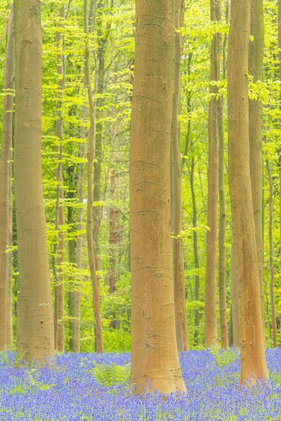 Lente bos met bloeiende wilde hyacinten van Sjoerd van der Wal Fotografie