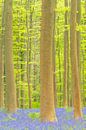Lente bos met bloeiende wilde hyacinten van Sjoerd van der Wal Fotografie thumbnail