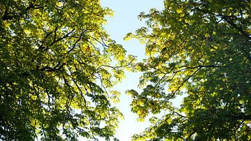 Twee bomen, Nijmegen van themovingcloudsphotography