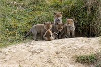 young foxes in the dunes