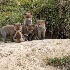 jonge vosjes in de duinen van Natural Charms Fotografie
