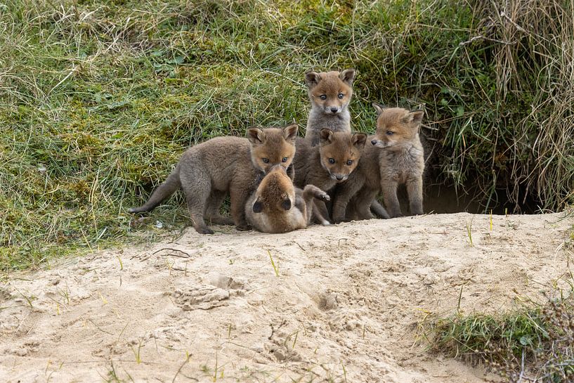 young foxes in the dunes by Natural Charms Fotografie