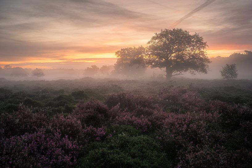 Zonsopkomst Bakkeveenseduinen 2 van Arjan Bijleveld