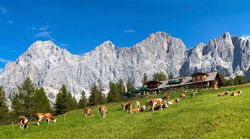 Les vaches paissent sur l'alpage de Walcheralm