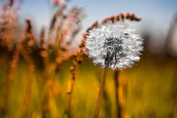 Pusteblume von Kurt Krause