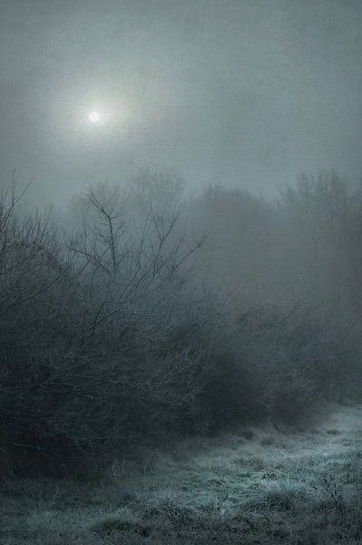 Winter Hedgerow by Dan Courtice