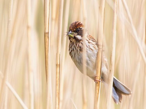 Bird with insect