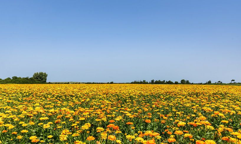 Een zee van goudsbloemen van Percy's fotografie