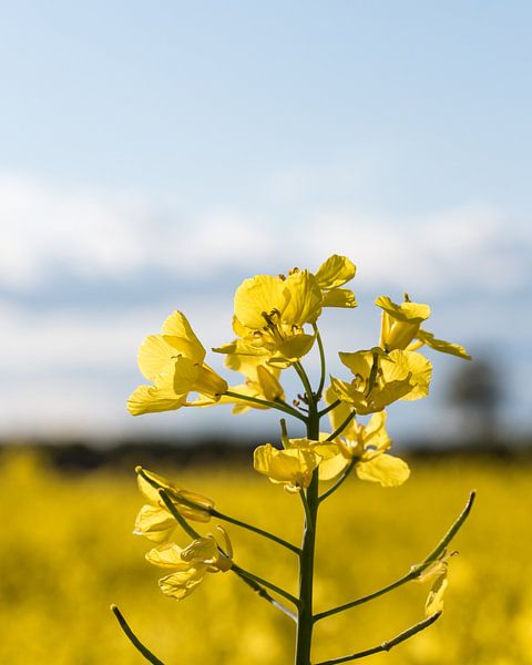 Detail of flowering rapeseed by Marco de Jong