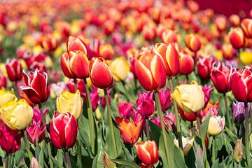 Coloured tulips in tulip field by Hélène Wiesenhaan
