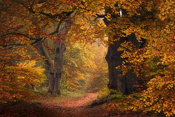 Herfst in Nederland van Antoine van de Laar