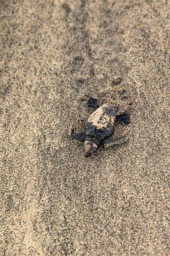 Baby schildpadje op het strand van Santa Maria (Sal, Kaapverdië)