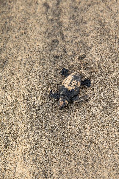Baby schildpadje op het strand van Santa Maria (Sal, Kaapverdië) van Laura V