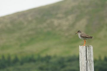 Vogel (tureluur) in IJsland van Melanie Hermes